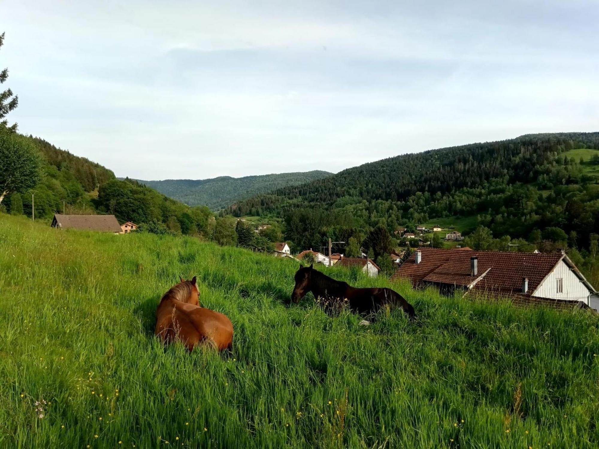 Gite De Famille Dans Les Vosges Saint-Maurice-sur-Moselle Esterno foto